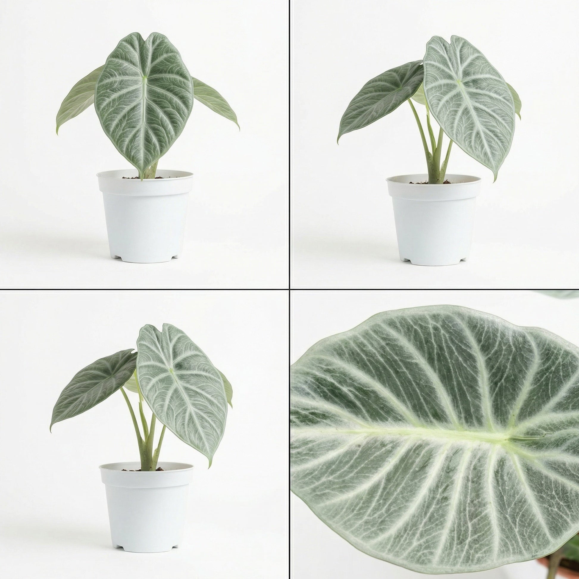 Alocasia Crystal