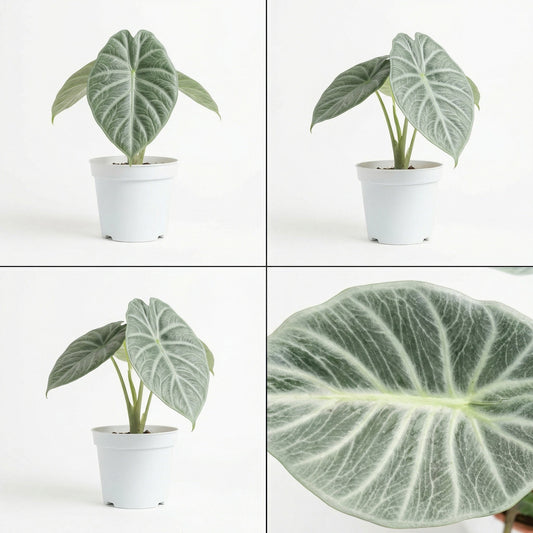 Alocasia Crystal