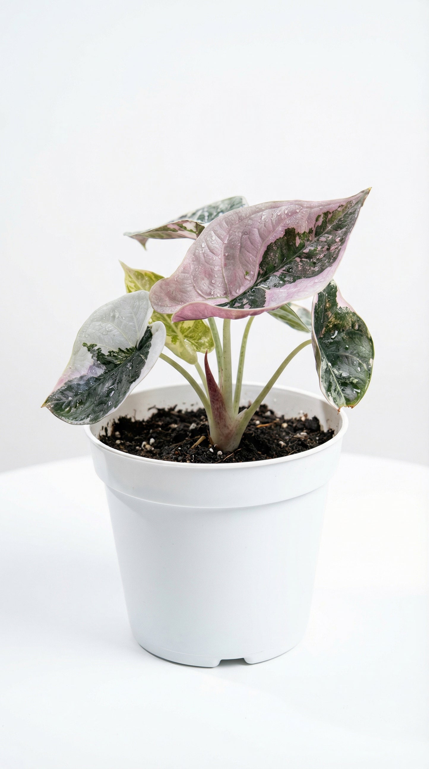 Alocasia cuprea Pink - Preorder