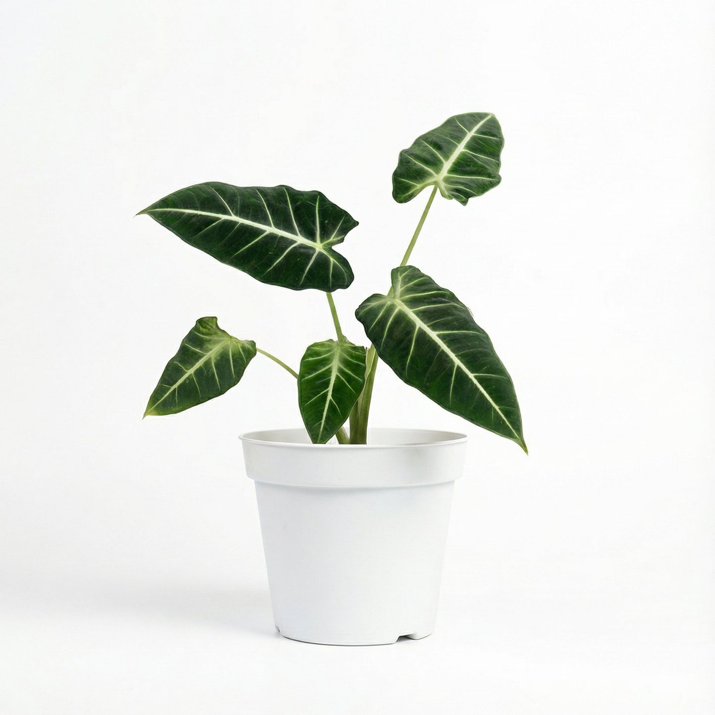 Alocasia Frydek White Vein