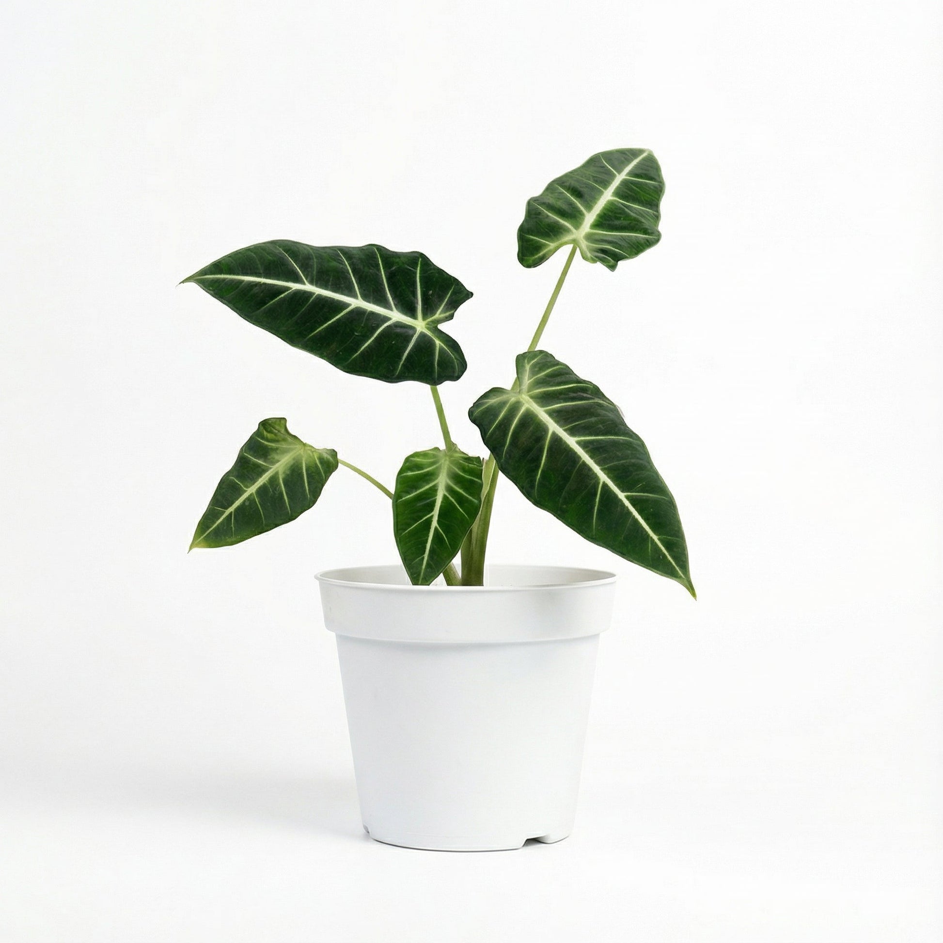 Alocasia Frydek White Vein