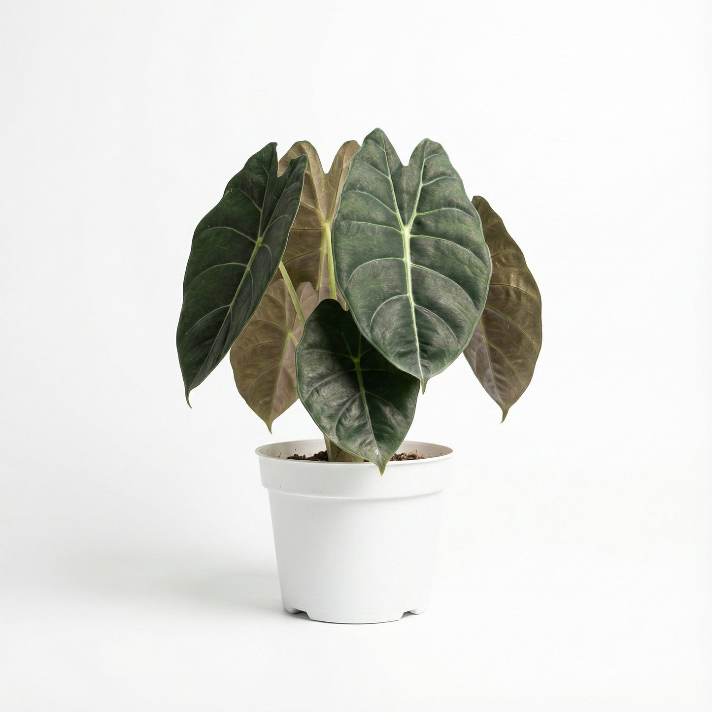 Alocasia Golden Bone
