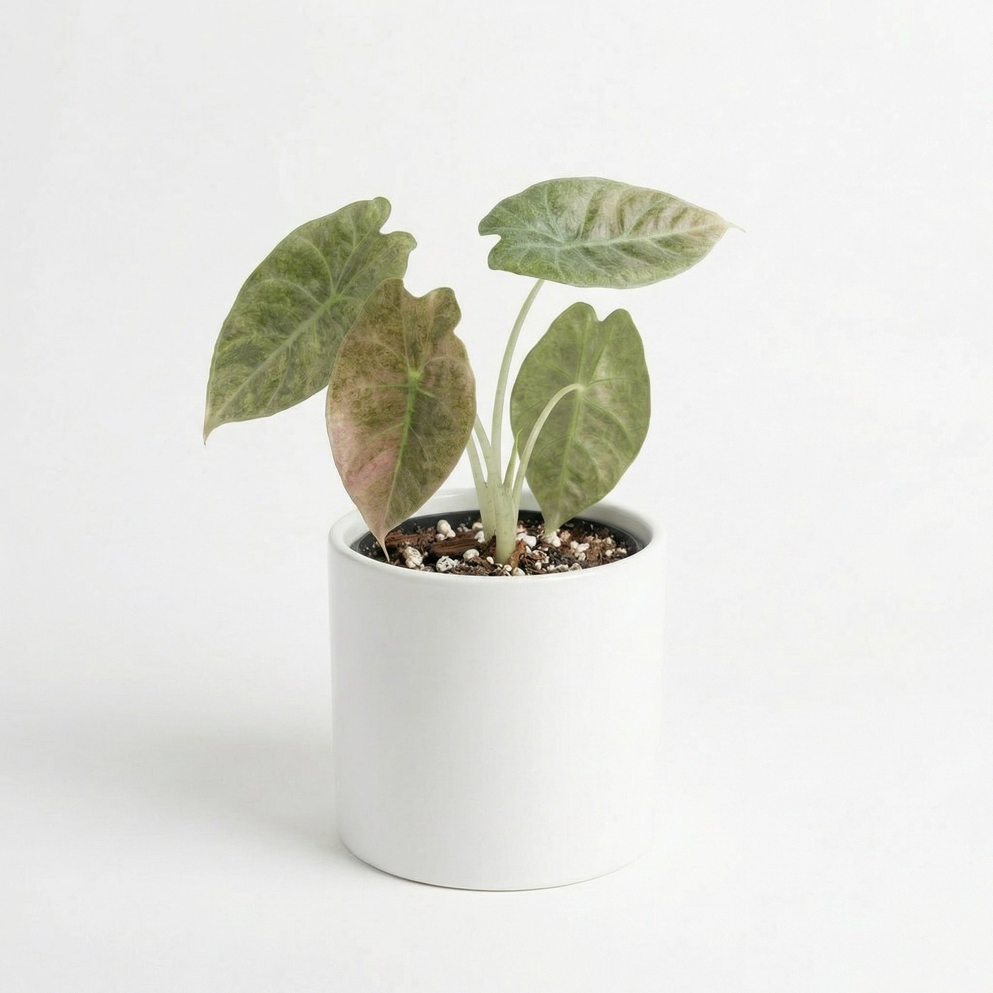 Alocasia Golden Bone Pink Mint indoor plant