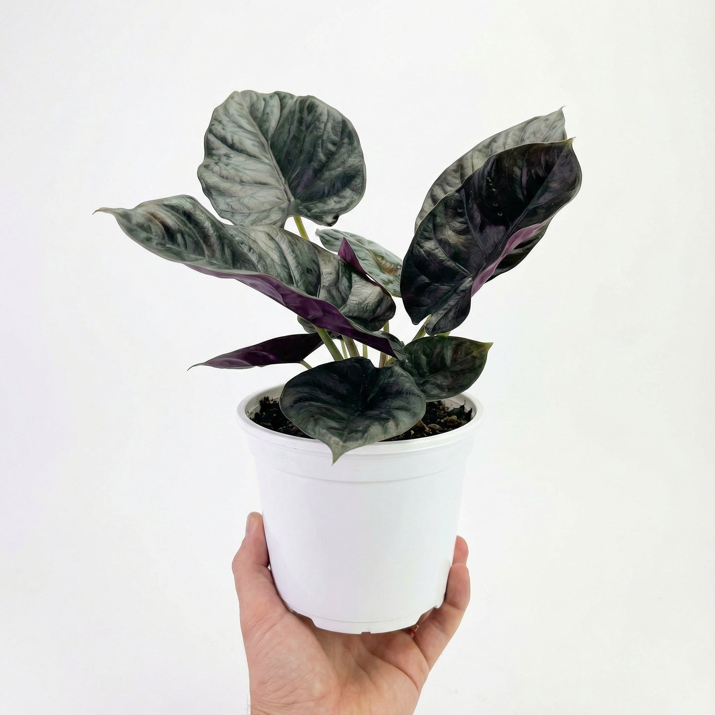 Alocasia Infernalis Black Magic