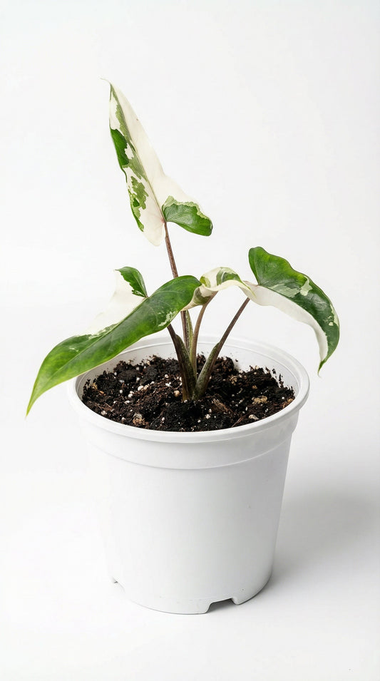 Alocasia lauterbachiana Albo - Preorder