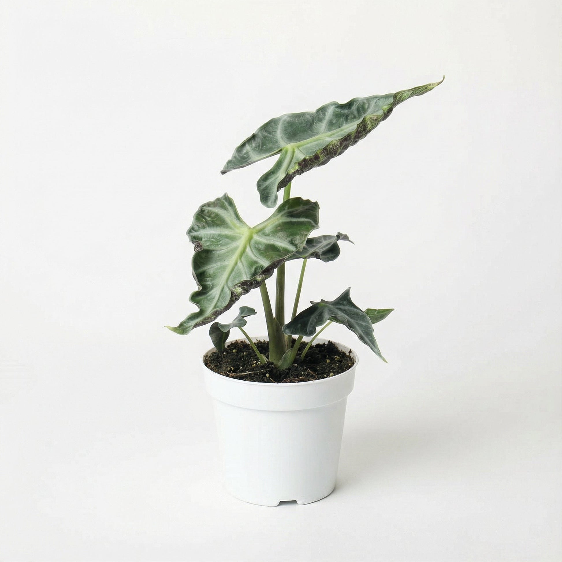 Alocasia Loco