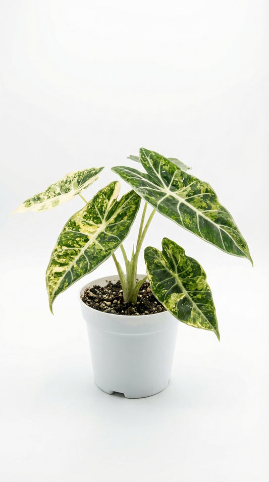 Alocasia longiloba grandis Variegata - Preorder