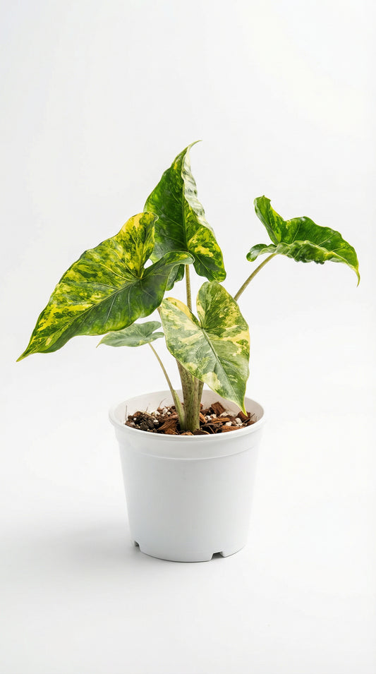 Alocasia Macro Shock Treatment Variegated - Preorder