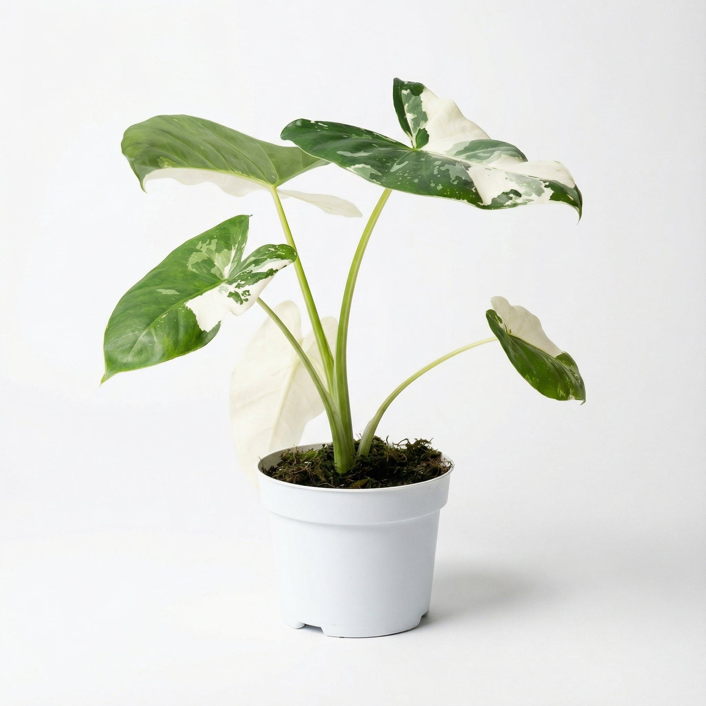 Alocasia Macrorrhiza albo var