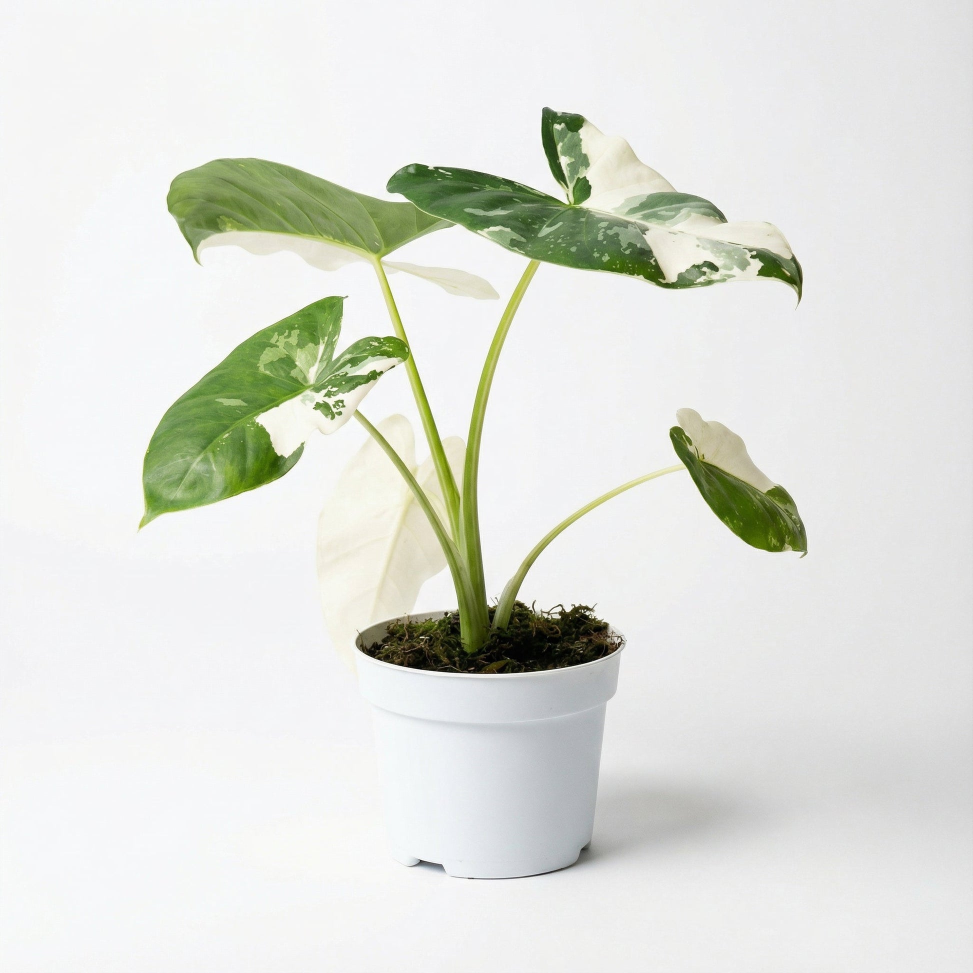 Alocasia Macrorrhiza albo var