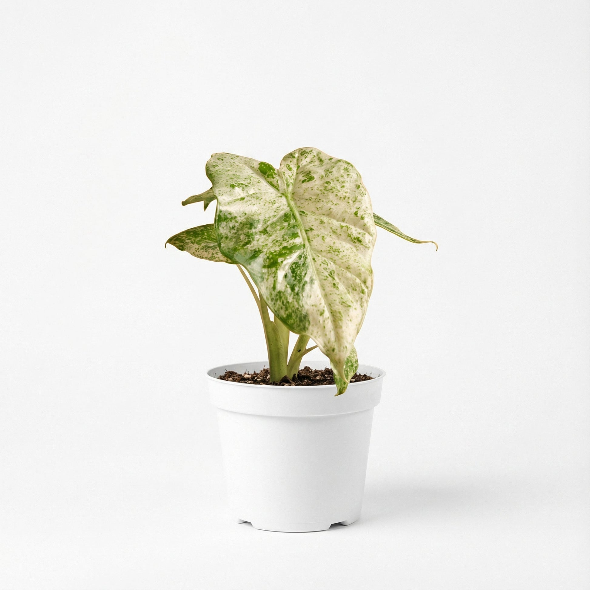 Alocasia Macrorrhiza Splash
