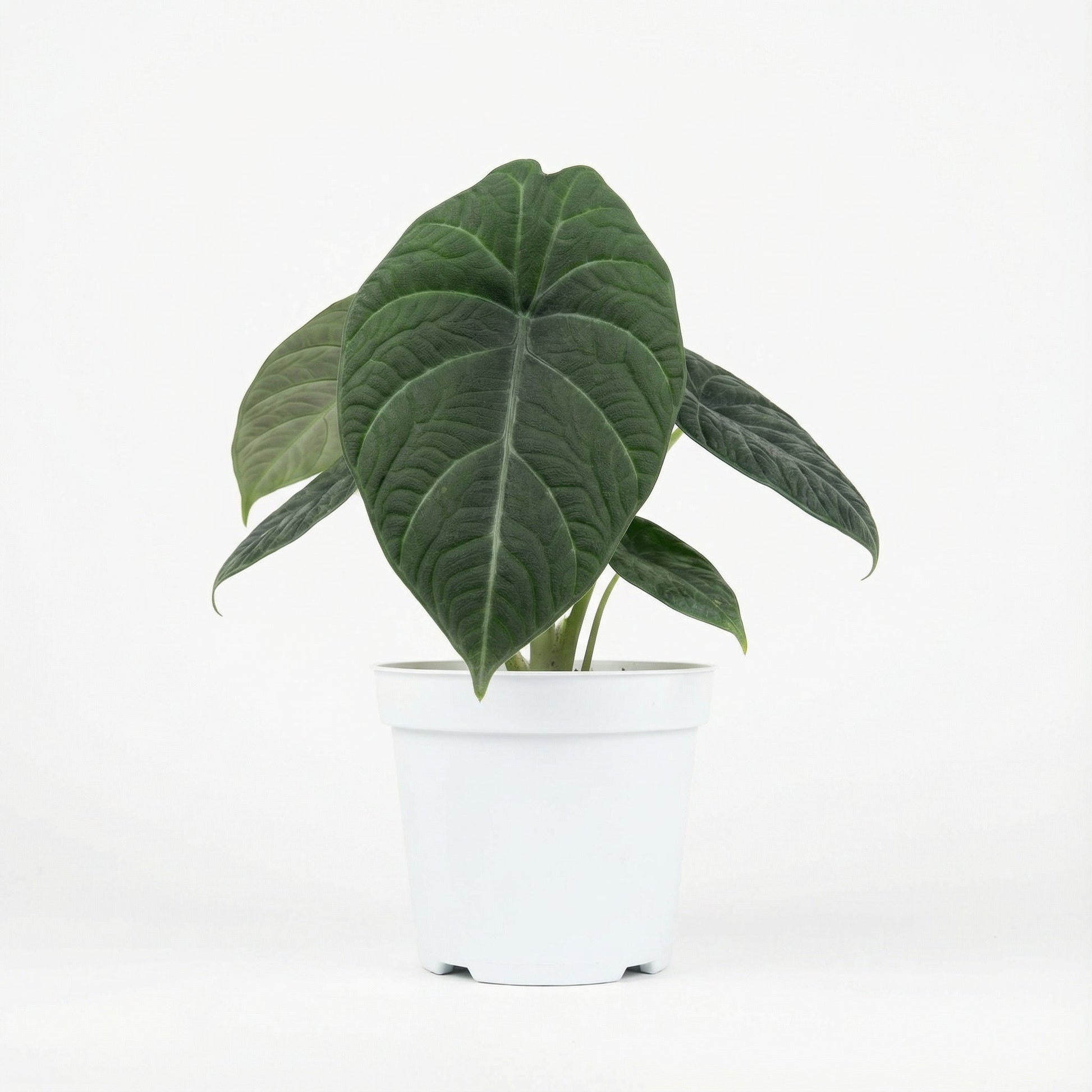 Alocasia Maharani
