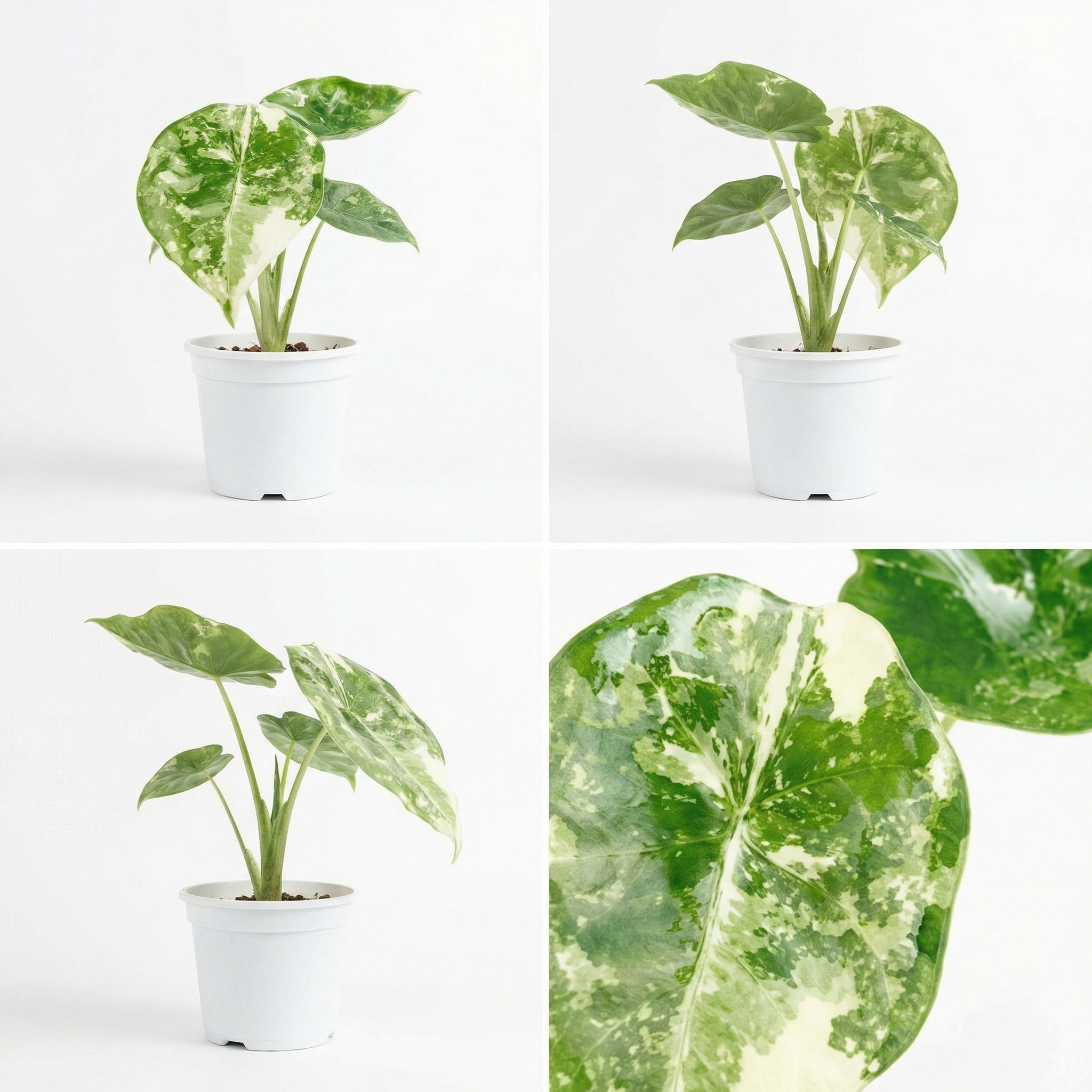 Alocasia Nebula Albo