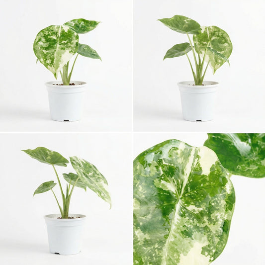 Alocasia Nebula Albo