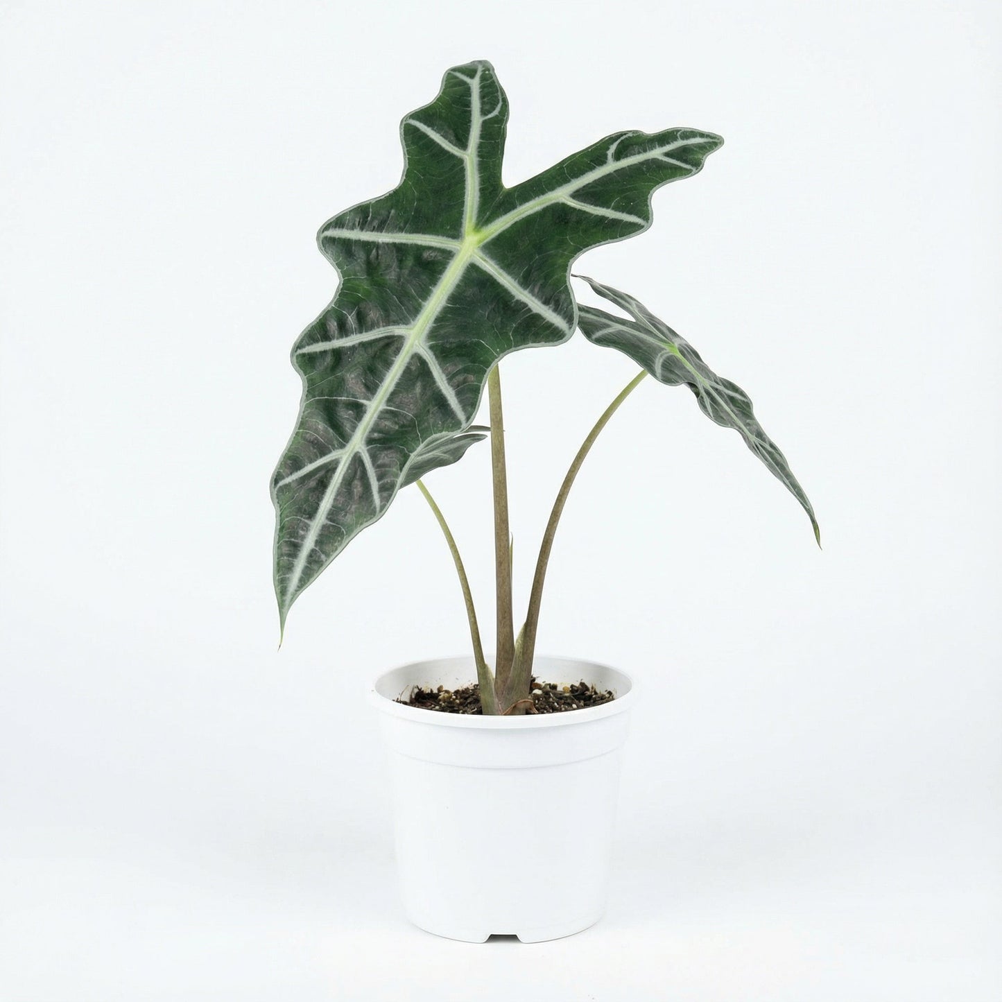 Alocasia Nobilis