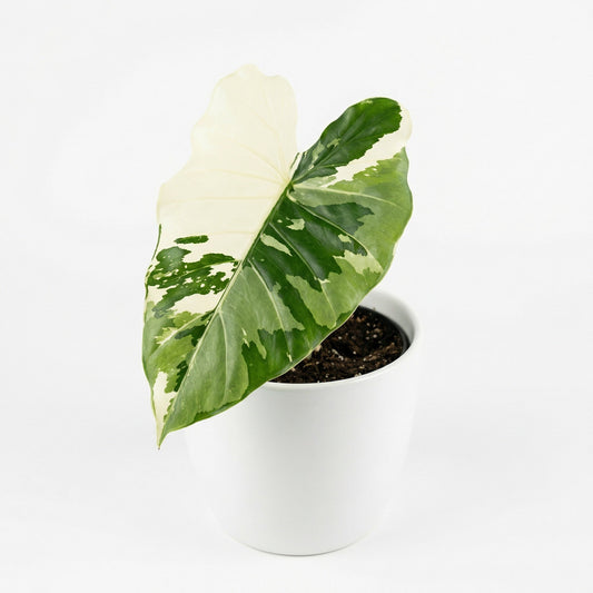 Alocasia Odora Okinawa Silver - Preorder