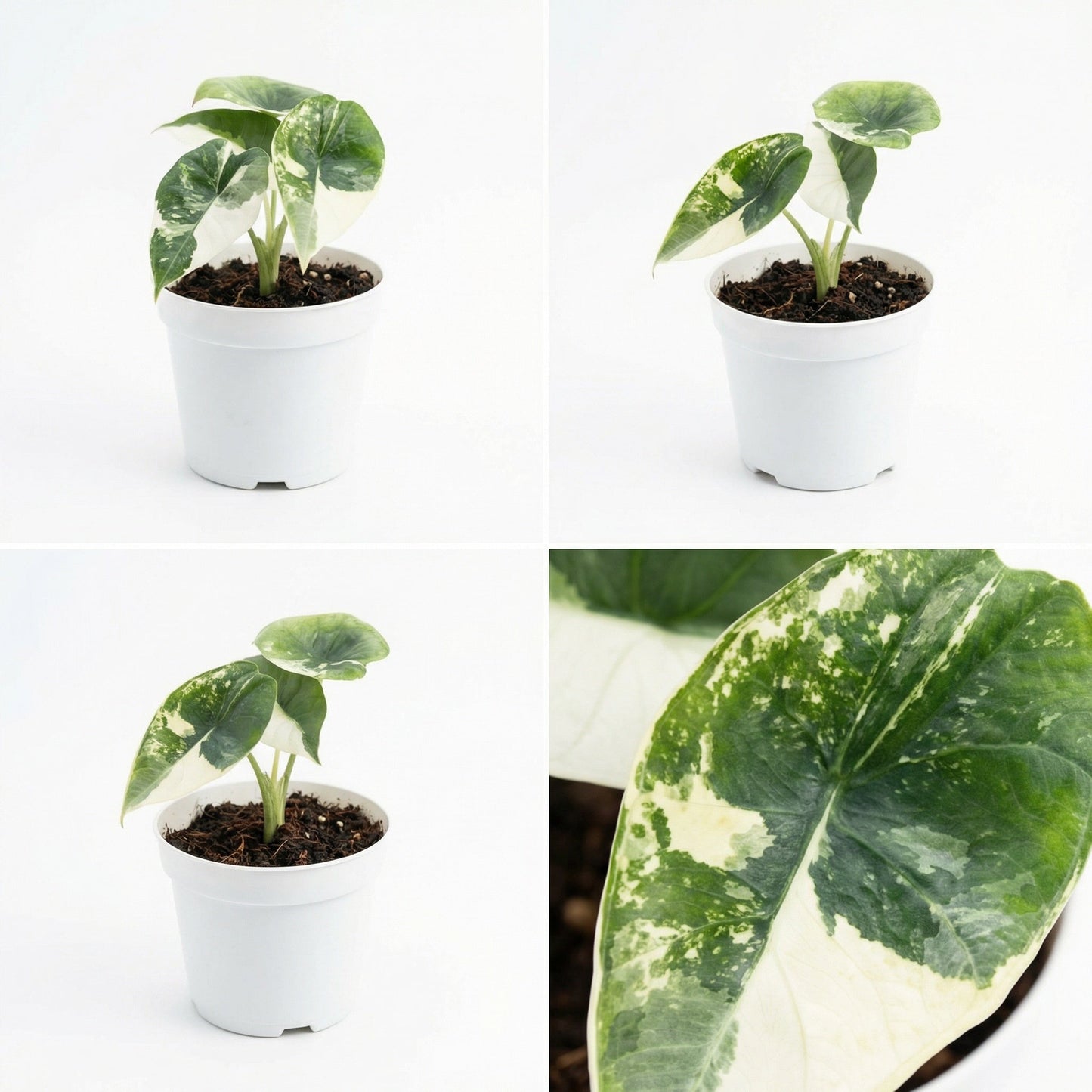 Alocasia Platinum Albo