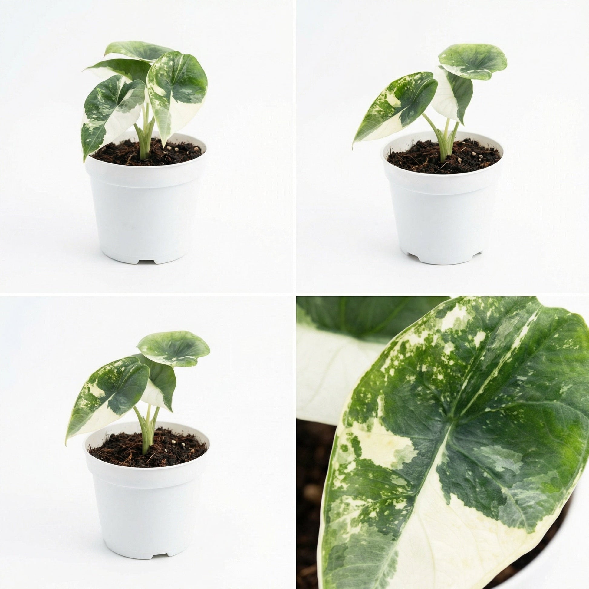 Alocasia Platinum Albo