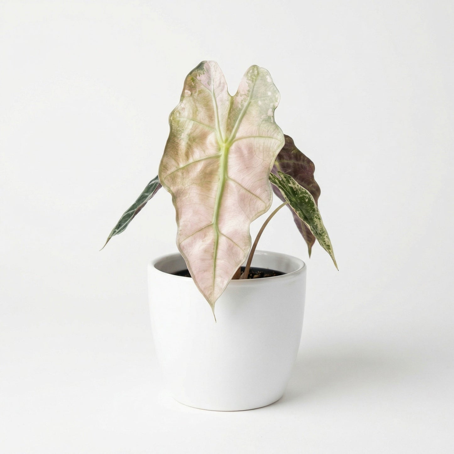 Alocasia Polly Pink Mint - Preorder