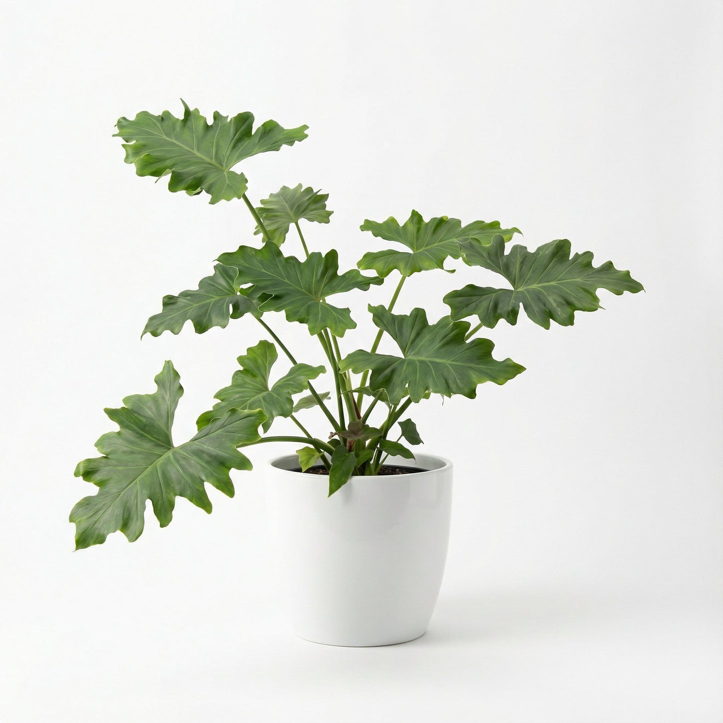 Alocasia Portadora