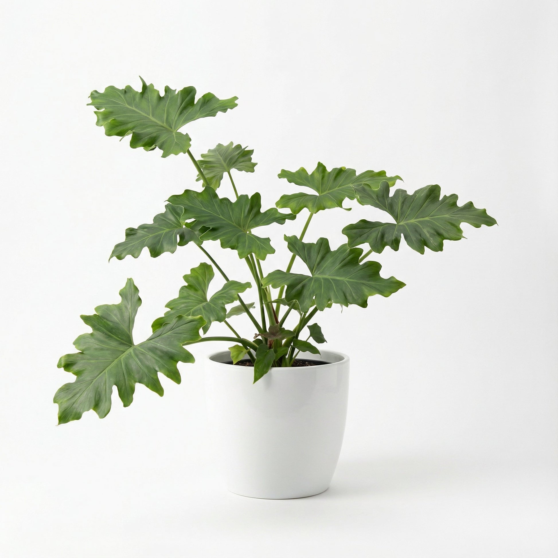 Alocasia Portadora