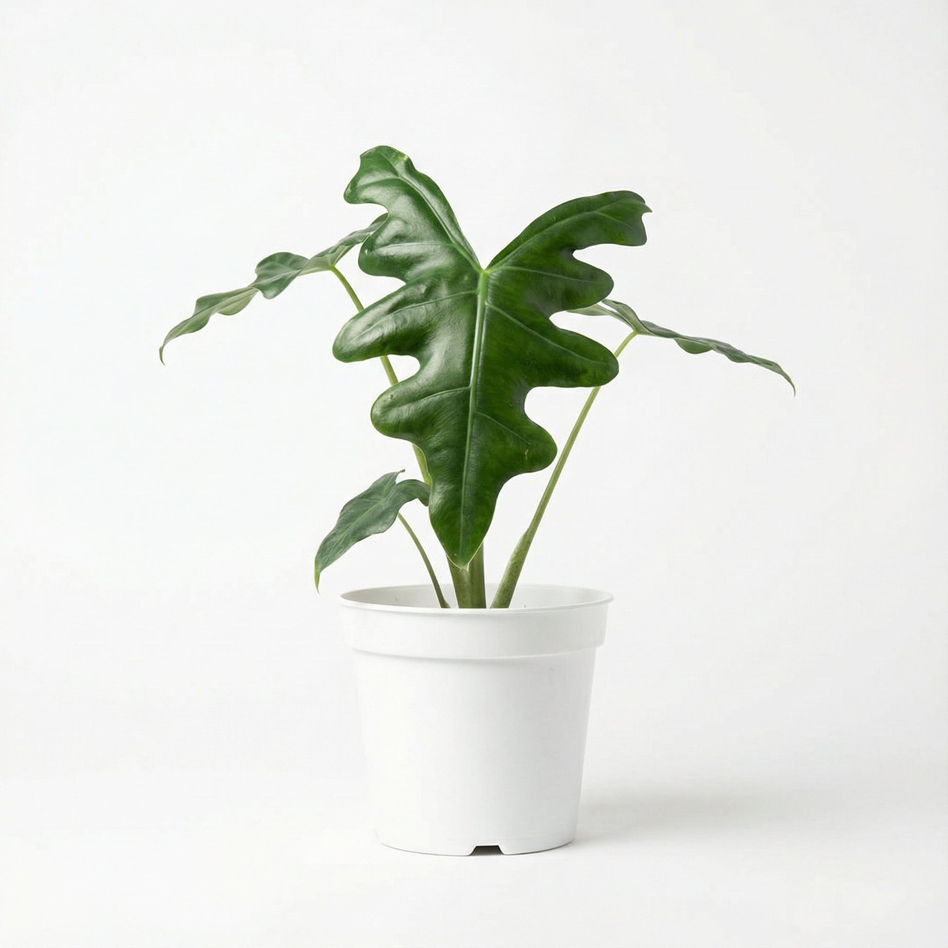 Alocasia Portei