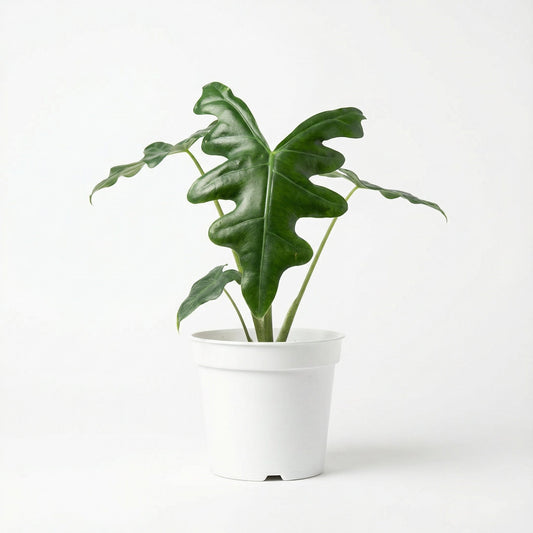 Alocasia Portei
