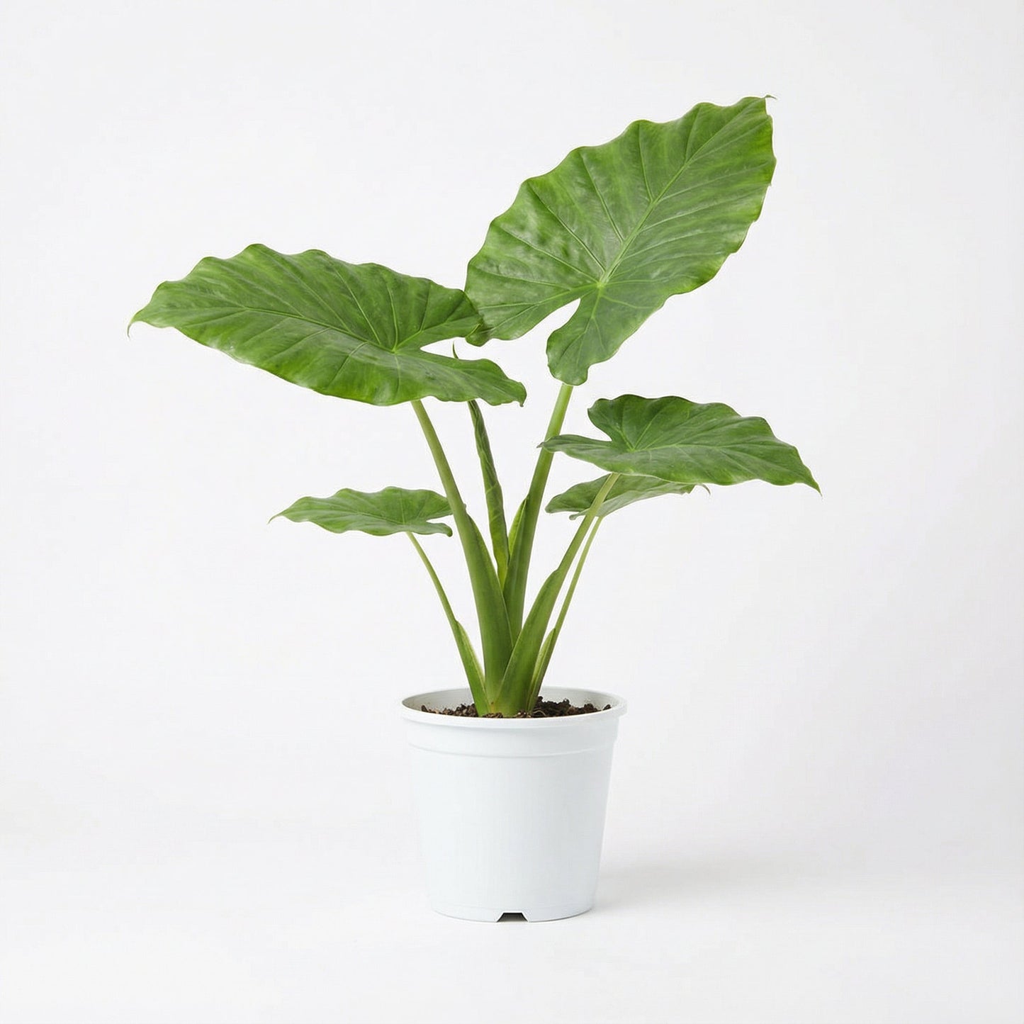 Alocasia Portora