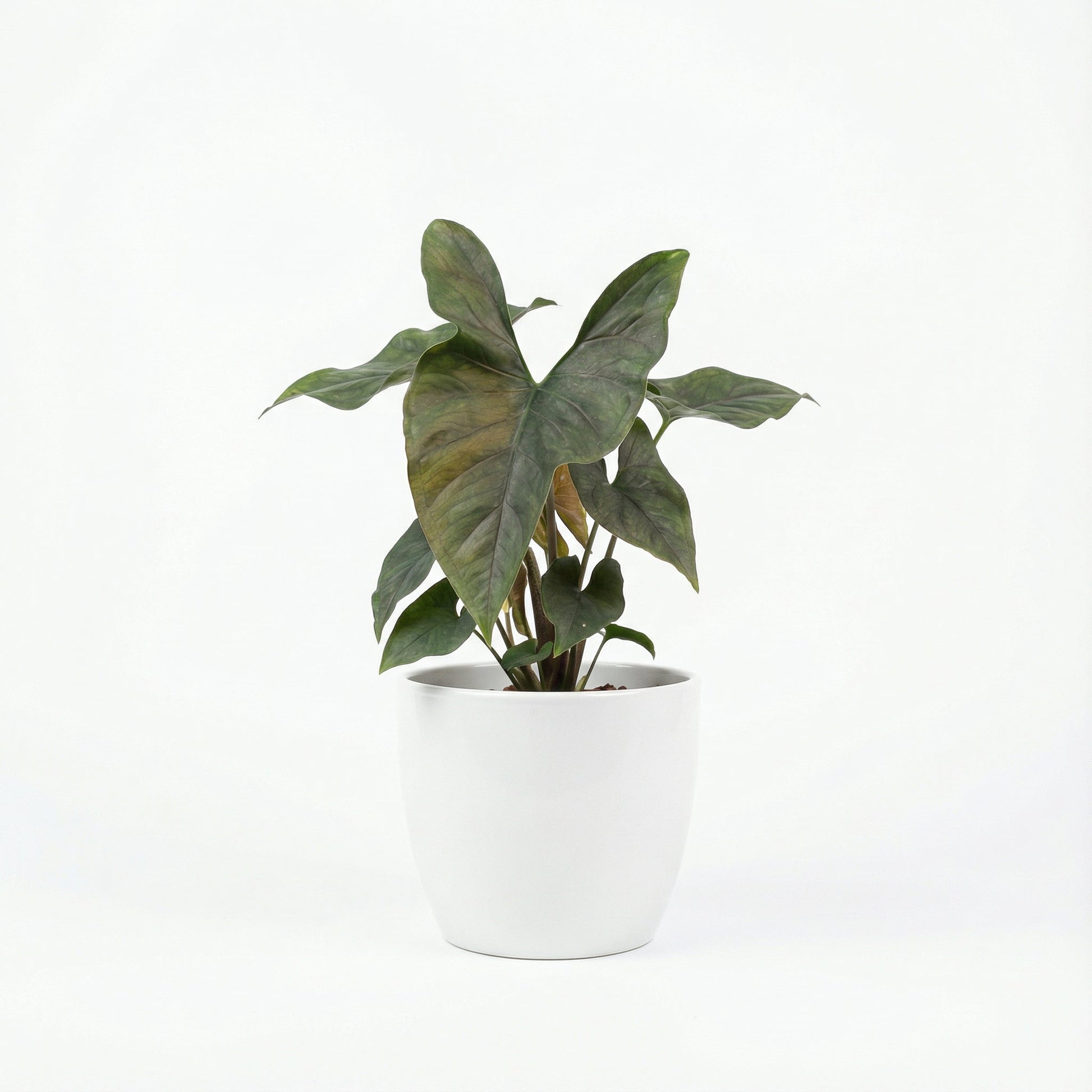 Alocasia Princeps