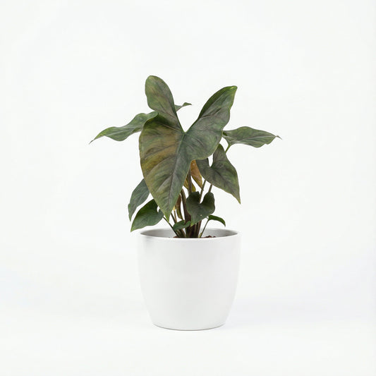 Alocasia Princeps