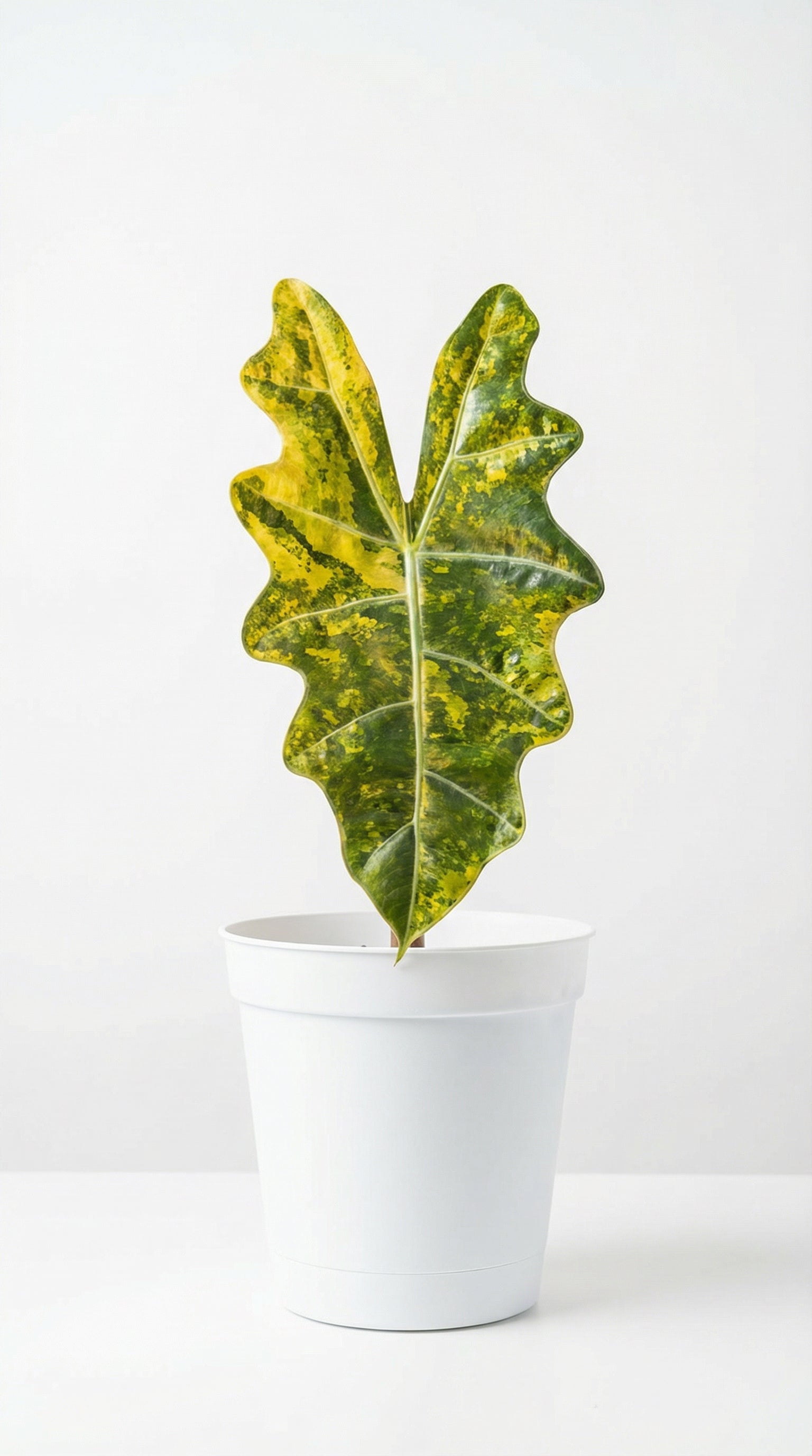 Alocasia pseudo sanderiana Aurea - Preorder | Rare Aroid Features