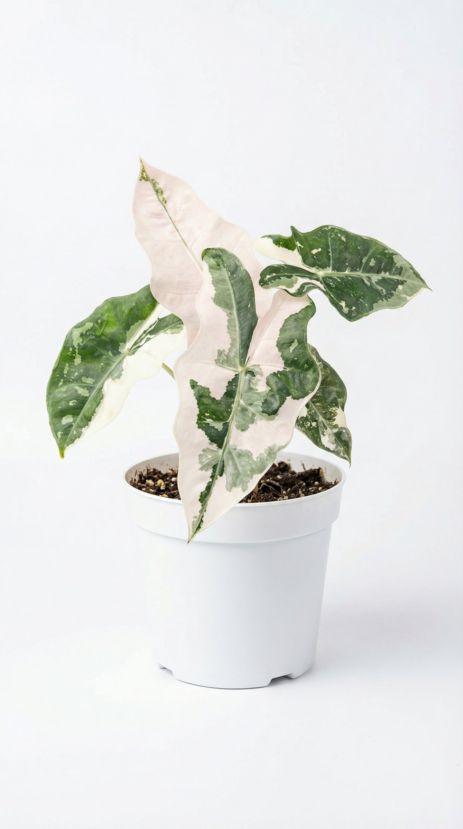 Alocasia pseudo sanderiana pink - rare aroid - preorder | Unique