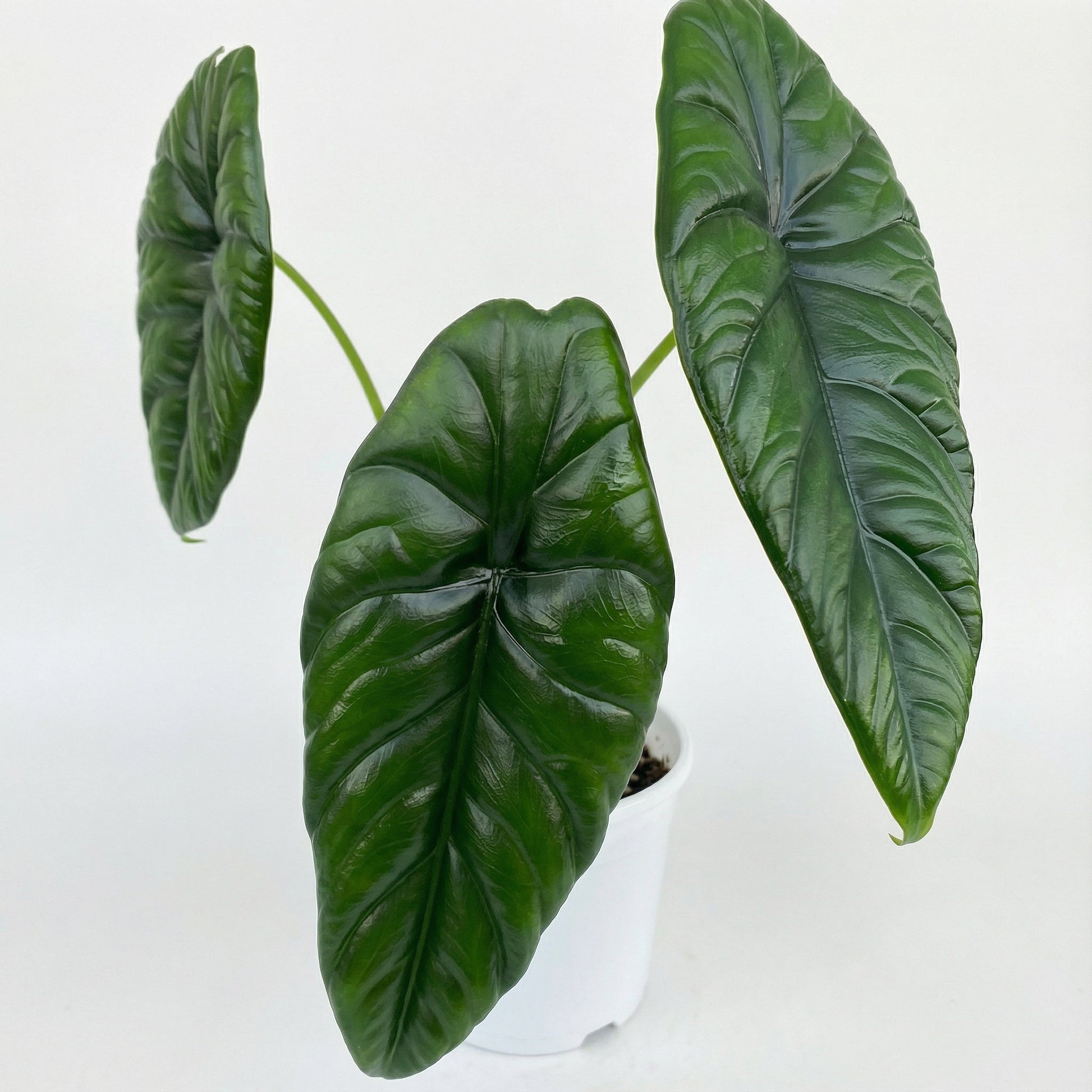Alocasia Puncak Borneensis