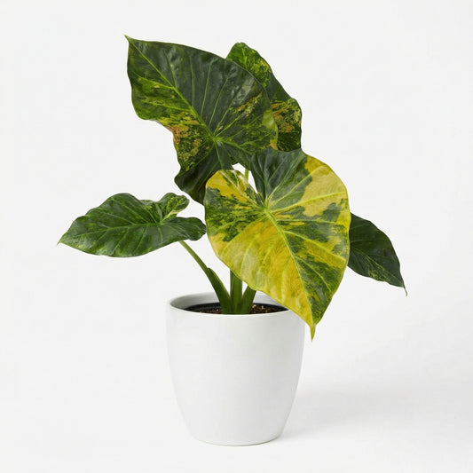 Alocasia Regal Shield Aurea - Preorder