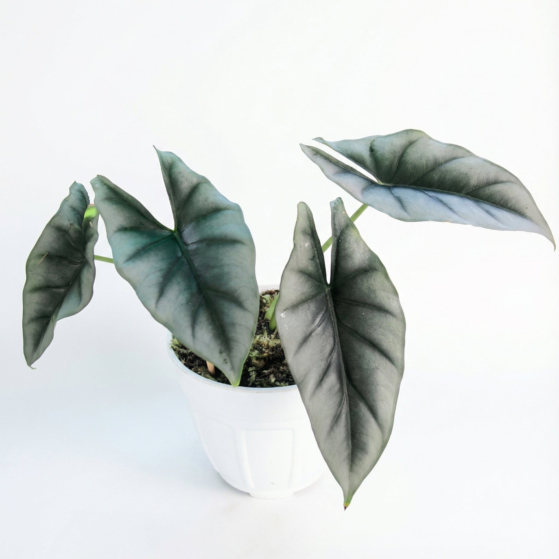 Alocasia Reversa