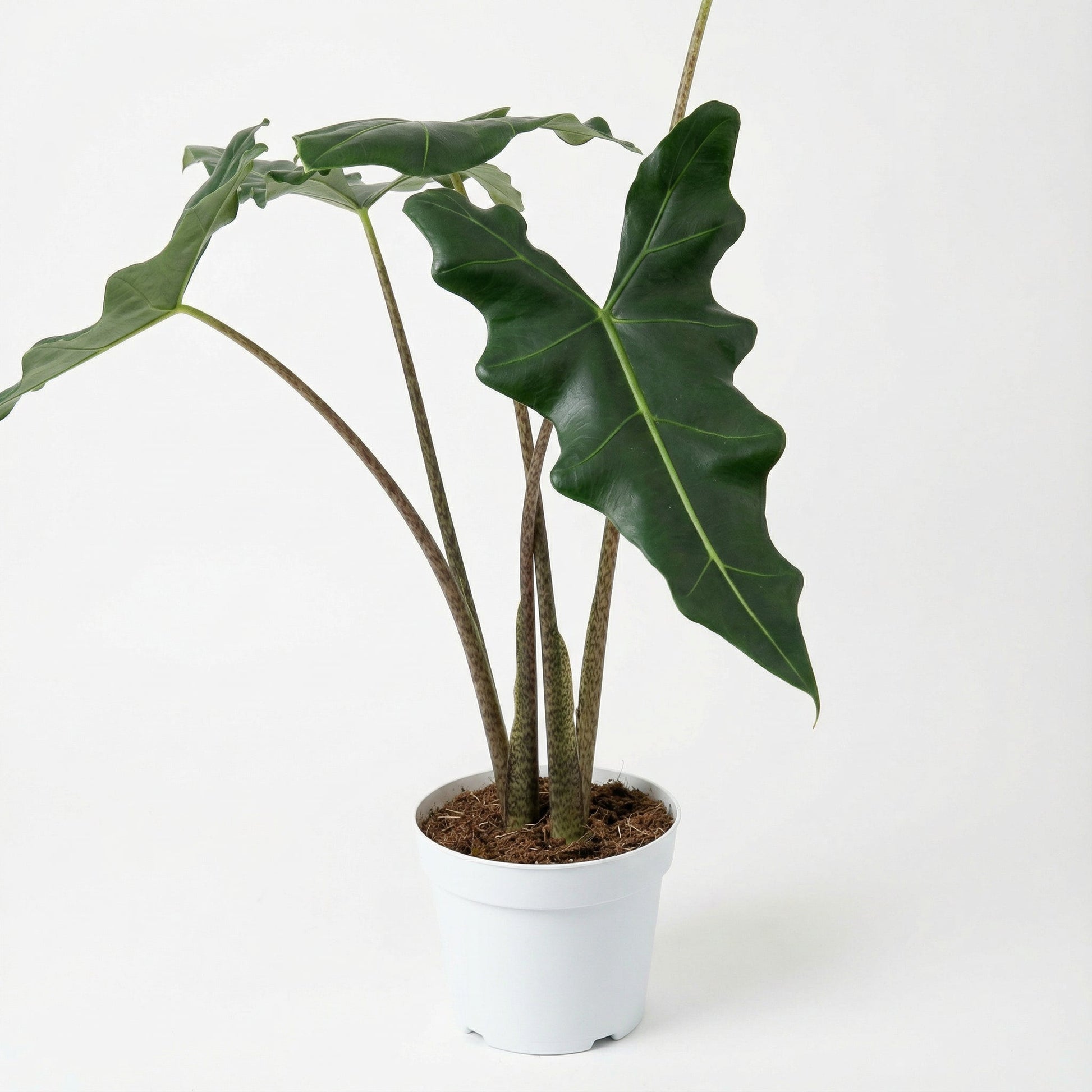 Alocasia Sarian