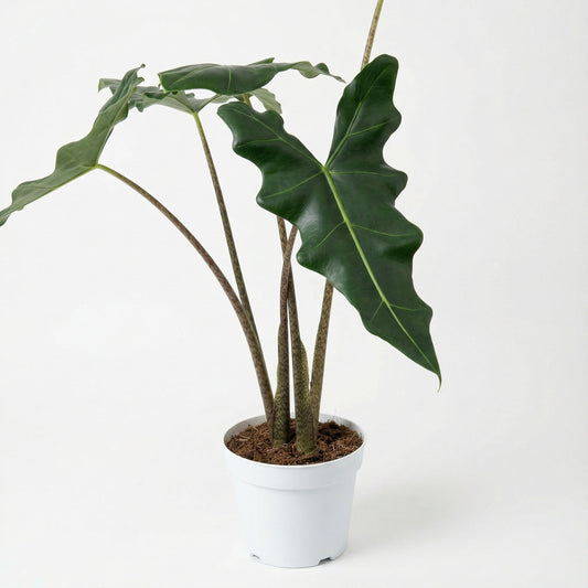 Alocasia Sarian