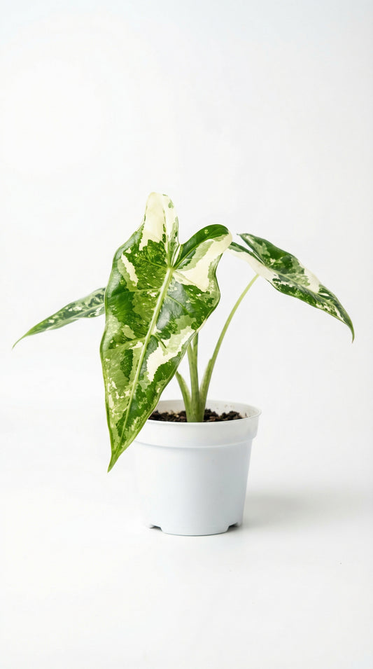 Alocasia Sarian Albo - Preorder