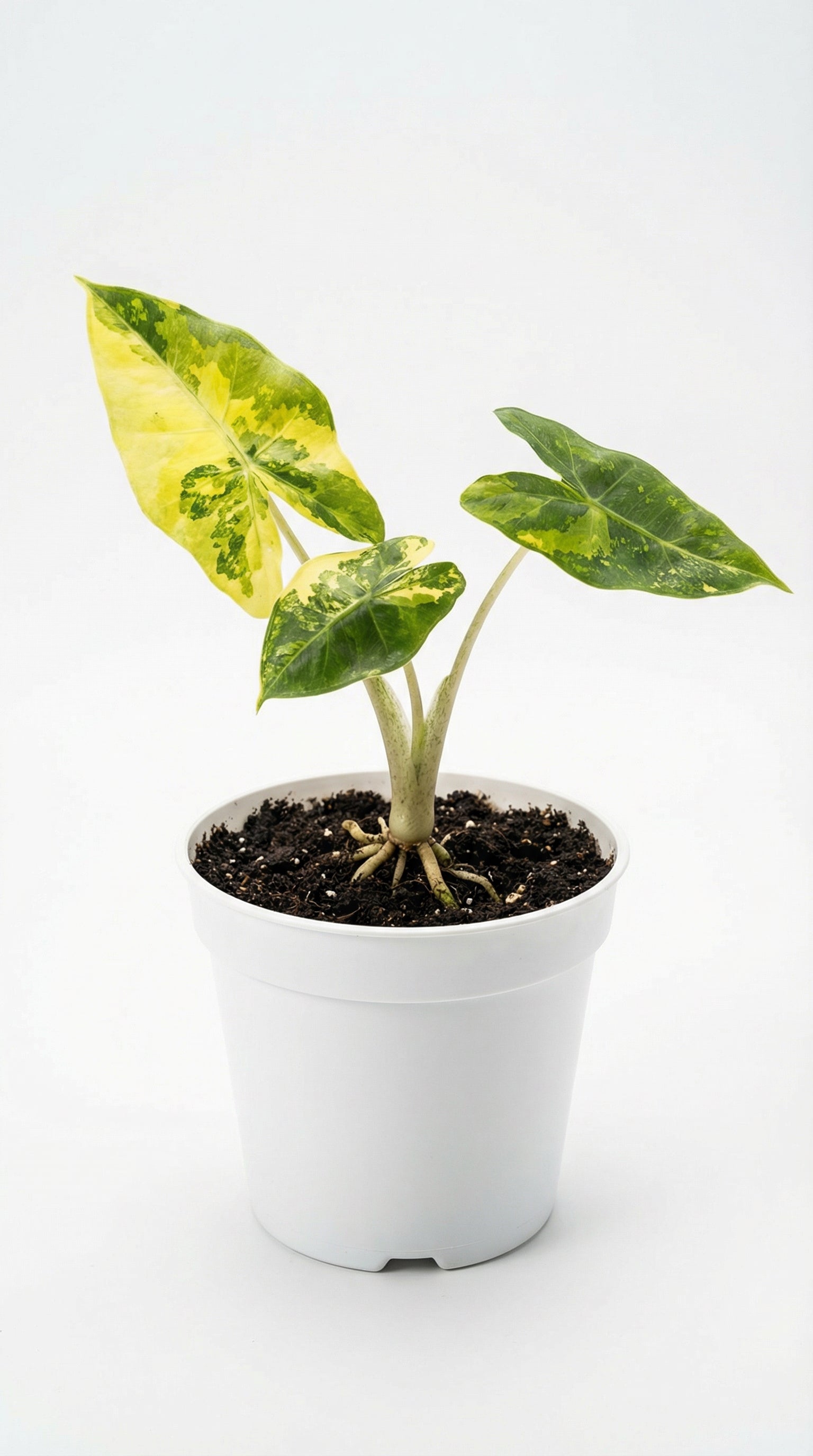 Alocasia Sarian Aurea - Alocasia Sarian Aurea plant care