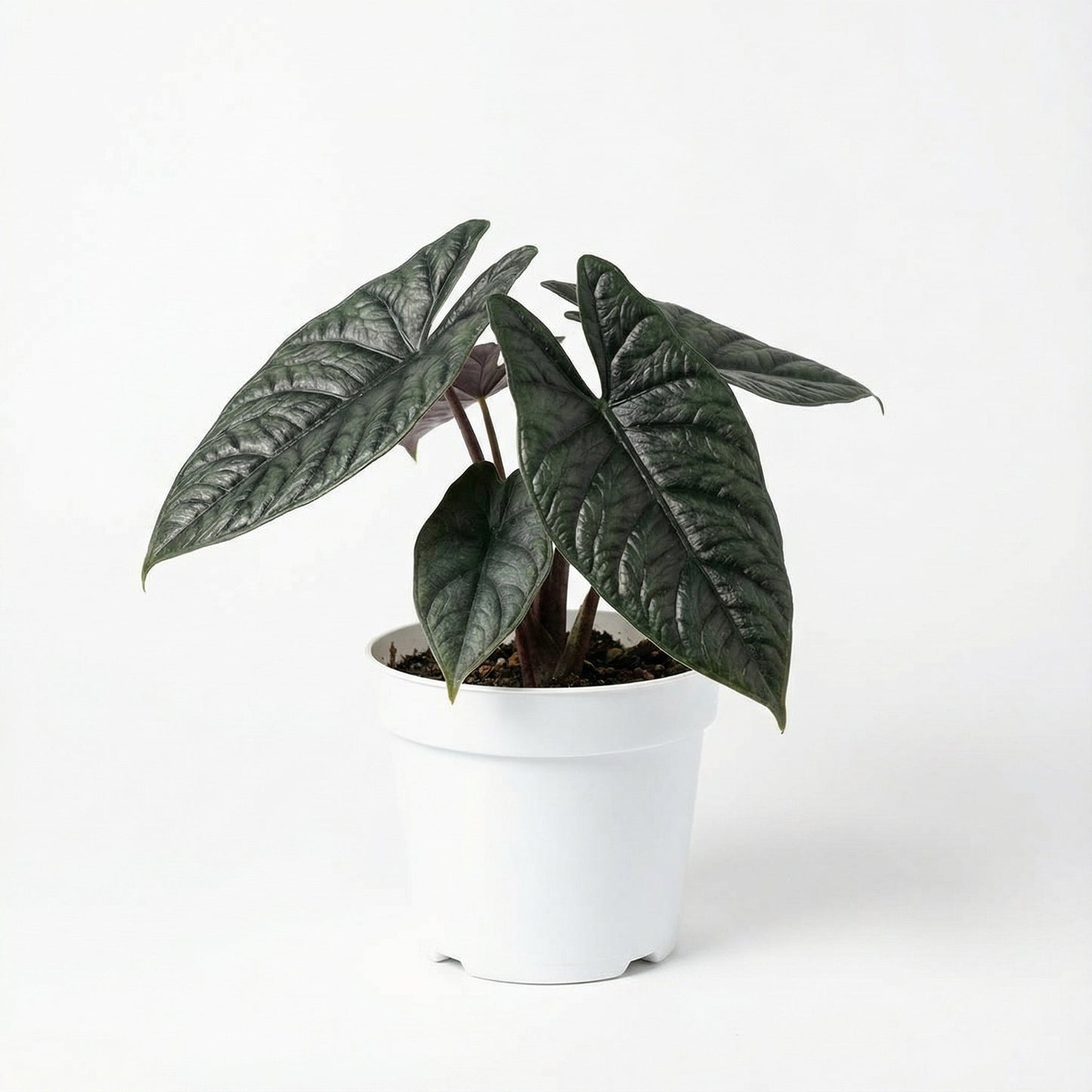 Alocasia Scalprum