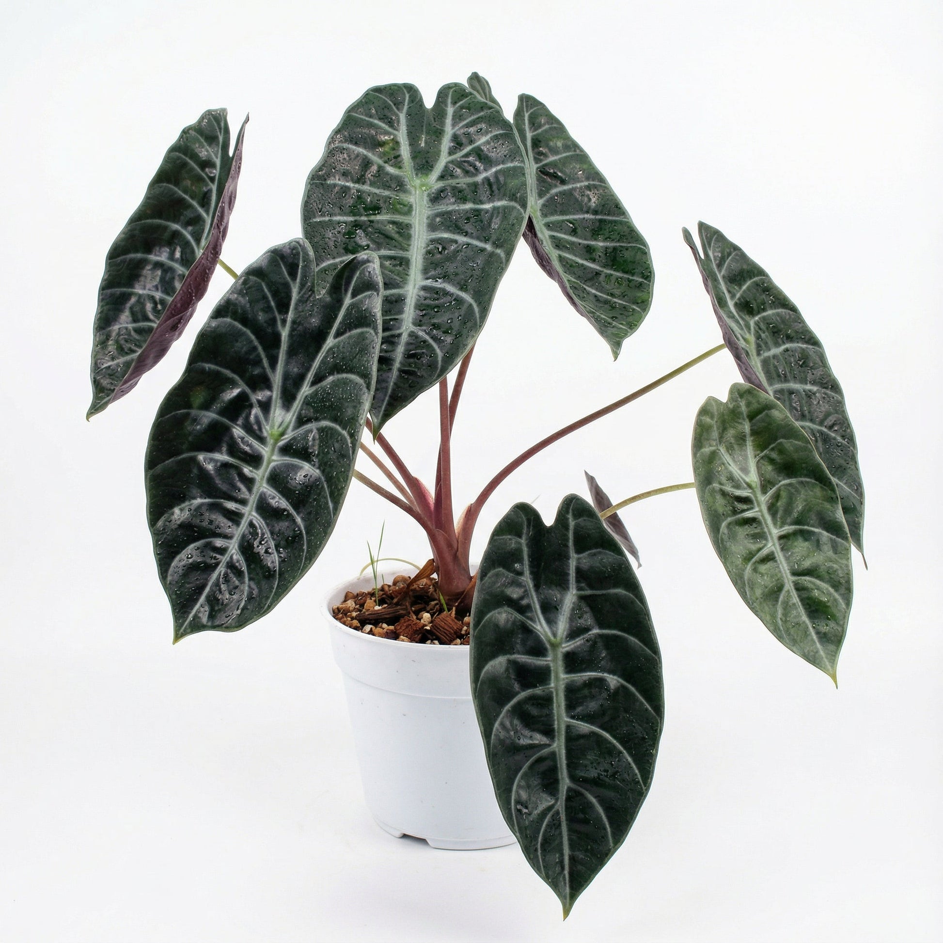 Alocasia Sedenii