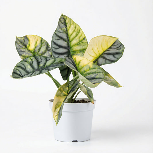 Alocasia Silver Dragon Aurea - Preorder