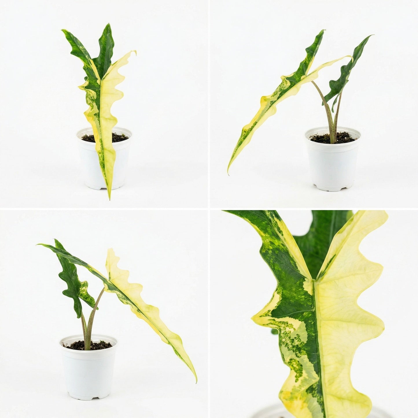 Alocasia sp.. Sulawesi Sabrina Narrow Aurea Variegata