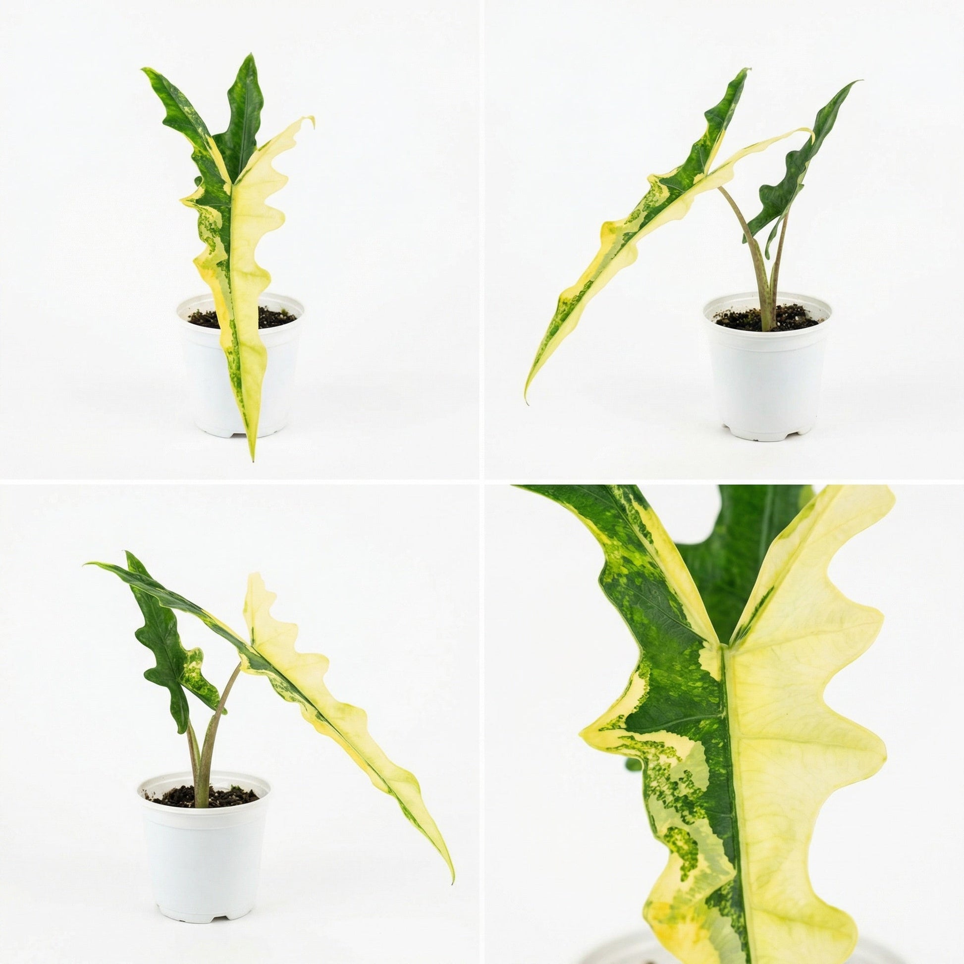 Alocasia sp.. Sulawesi Sabrina Narrow Aurea Variegata