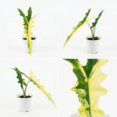philodendron from sulawesi Alocasia sp.. Sulawesi Sabrina Narrow Aurea Variegata