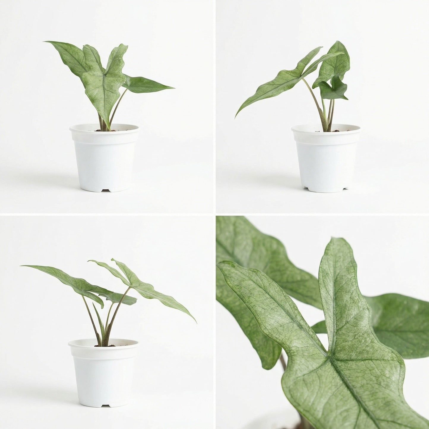 Alocasia sp.. Sulawesi Sabrina Narrow Stardust