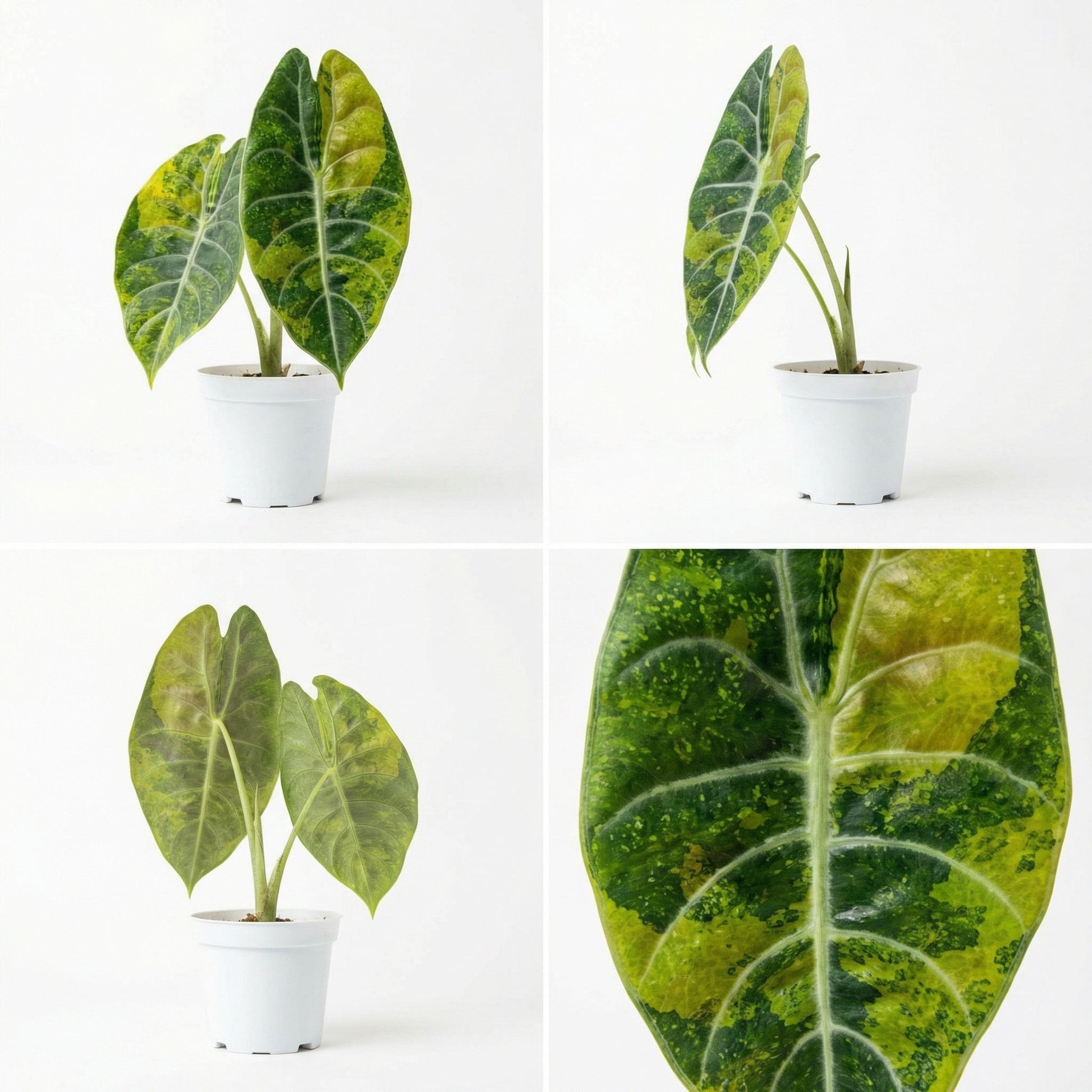 Alocasia Suhirmaniana Variegata