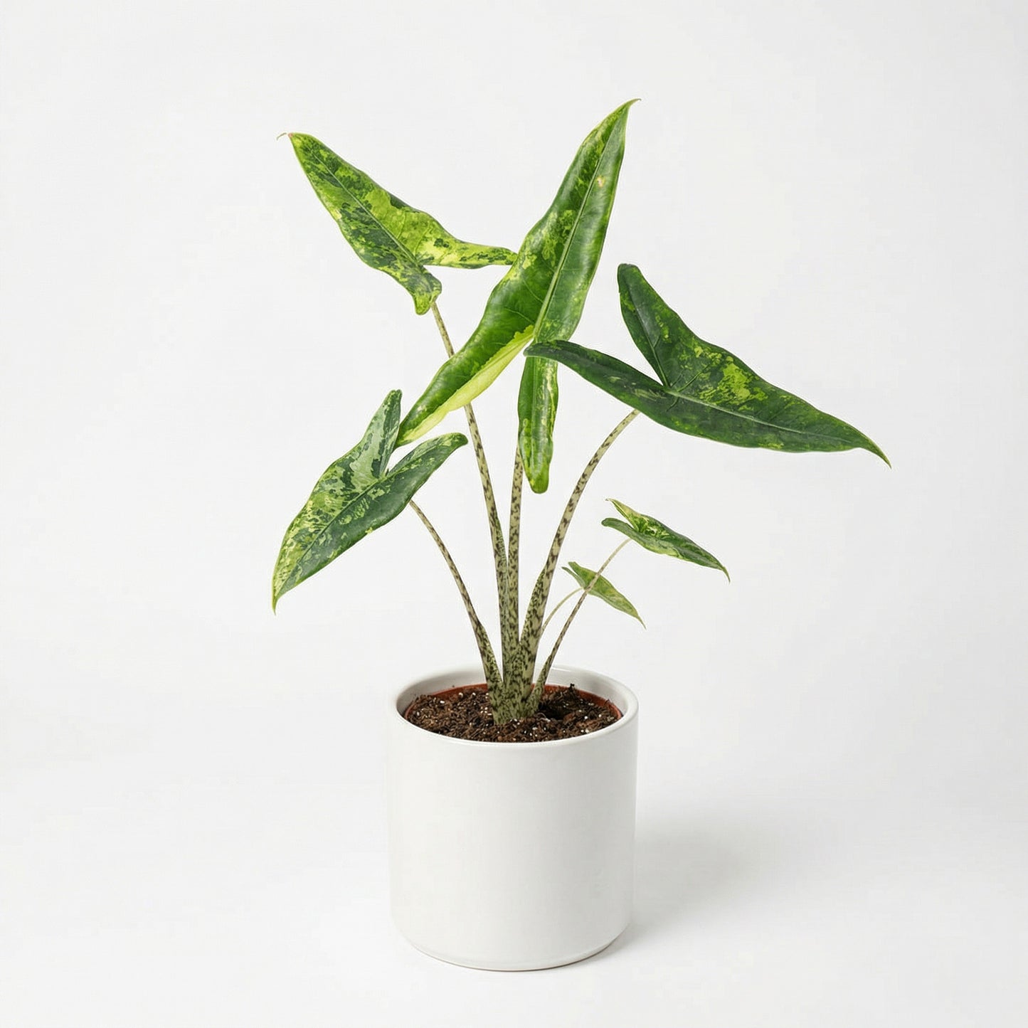 Alocasia Tigrina Superba Variegata - Preorder