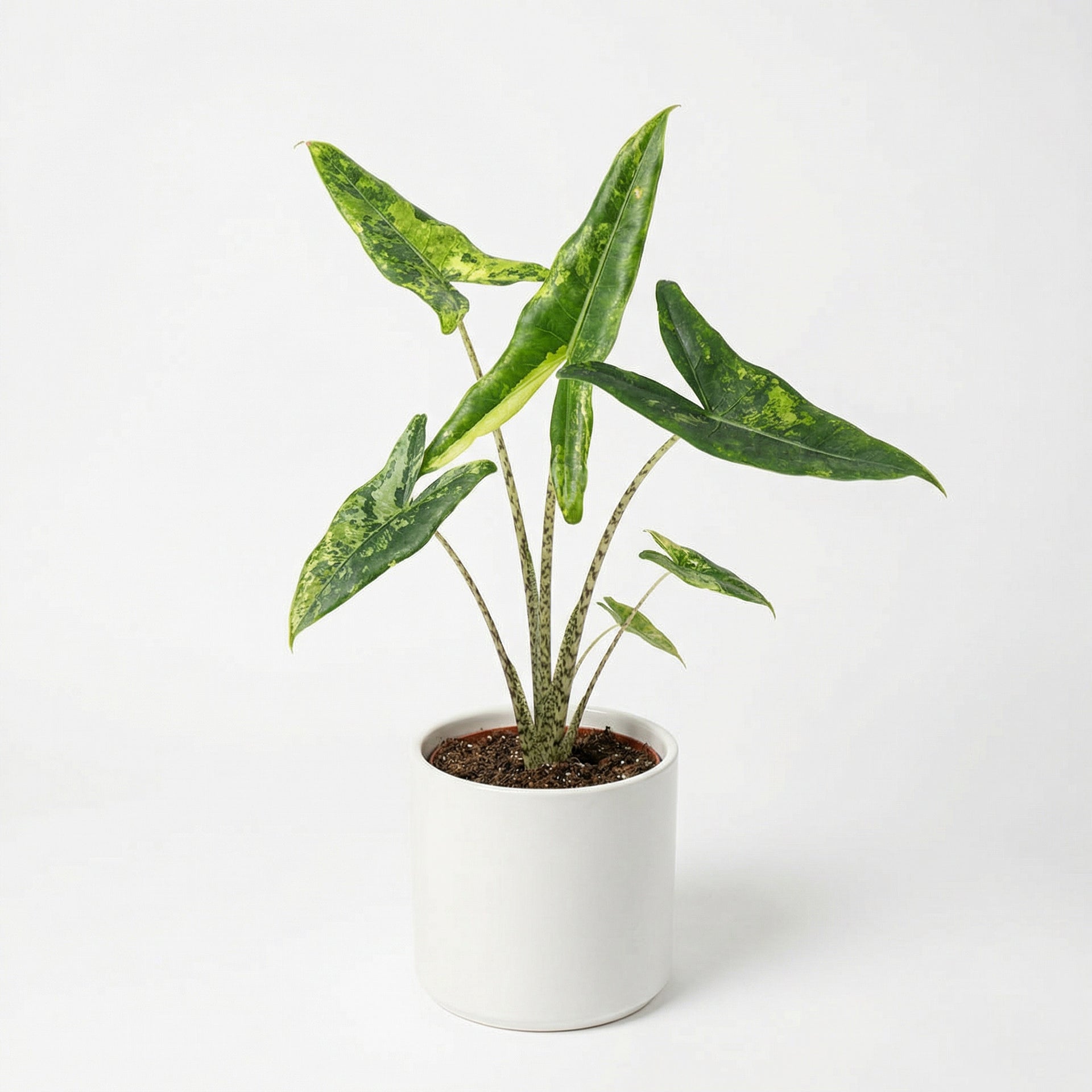 Alocasia Tigrina Superba Variegata