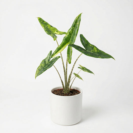 Alocasia Tigrina Superba Variegata - Preorder